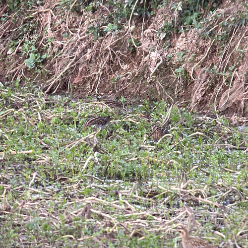 Common Snipe