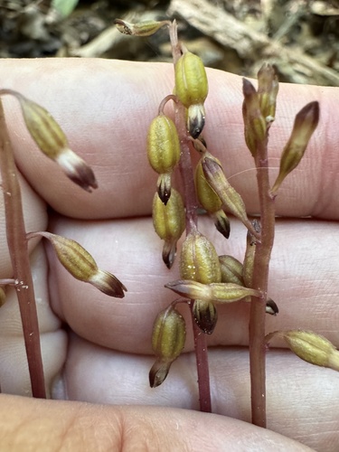 autumn coralroot