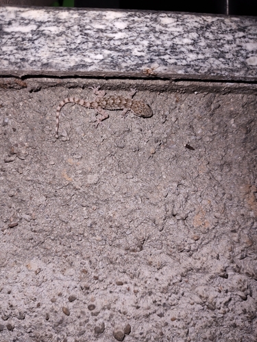 Moorish Gecko