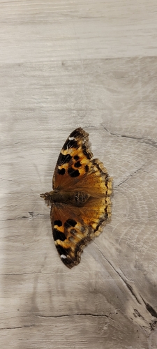 Compton Tortoiseshell
