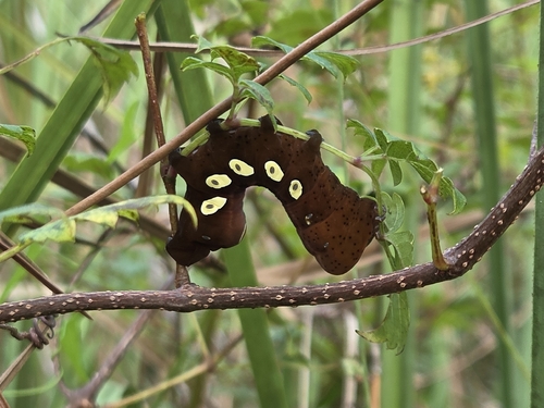Pandorus Sphinx