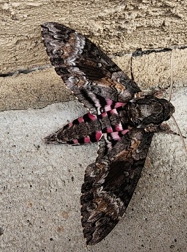 Pink-spotted Hawkmoth