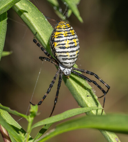 Banded Garden Spider