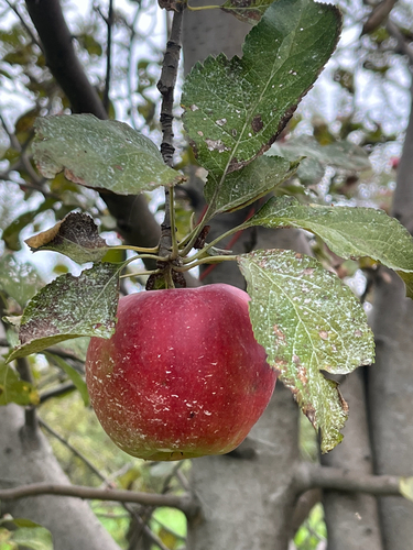 apple