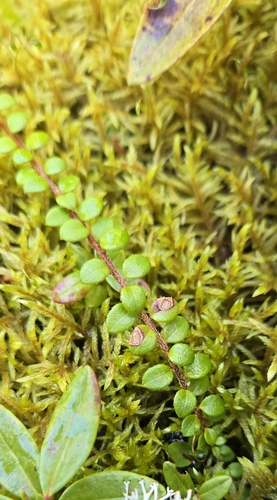 creeping snowberry