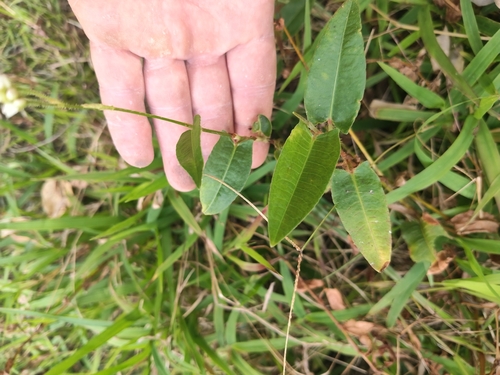 spotted knotweed