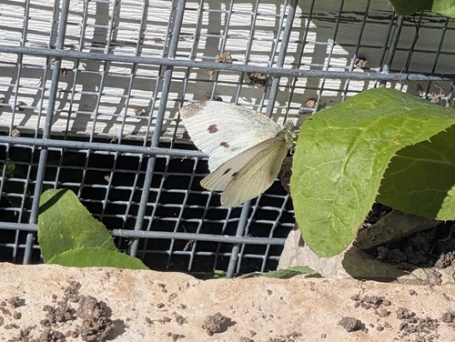 Small White