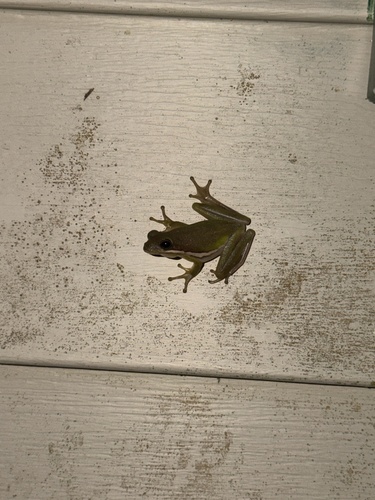 Green Treefrog