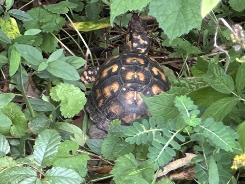 Eastern Box Turtle