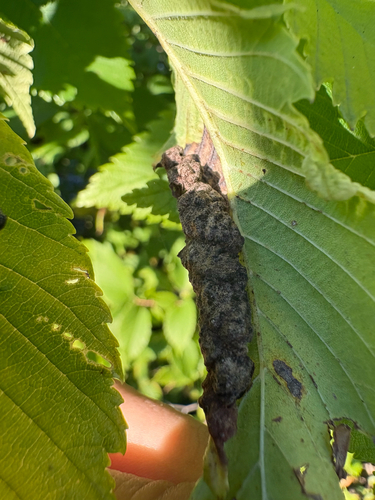 Woolly Elm Aphid