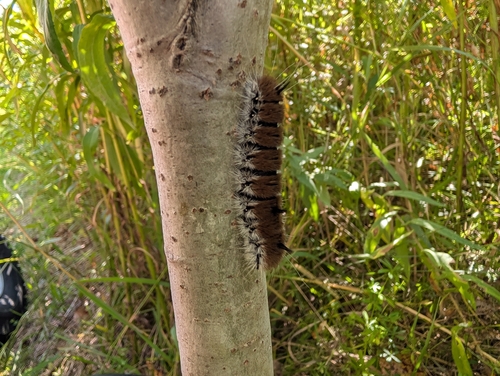 Large Gray Dagger