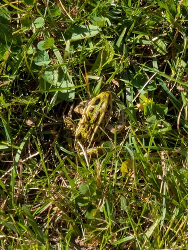 Northern Leopard Frog