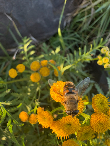 Common Drone Fly