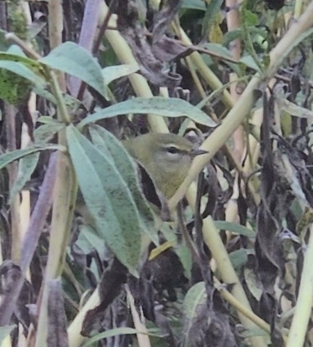 Tennessee Warbler