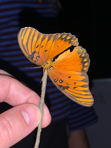 Gulf Fritillary