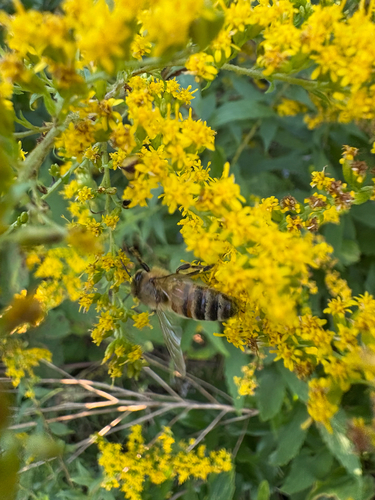 Western Honey Bee