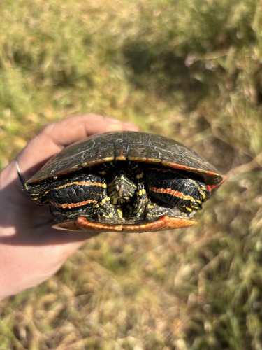 Painted Turtle