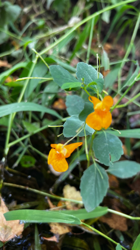 common jewelweed