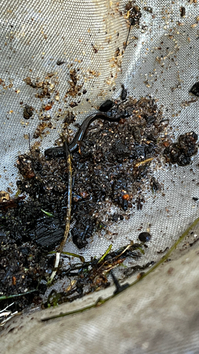 Northern Two-lined Salamander