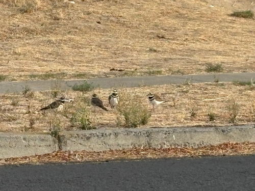 Killdeer