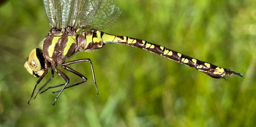 Lance-tipped Darner