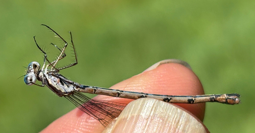 Spotted Spreadwing