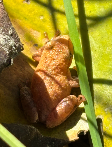 Spring Peeper