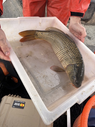 European Carp