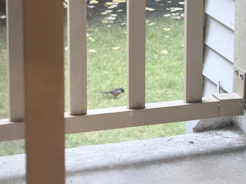 Spotted Towhee