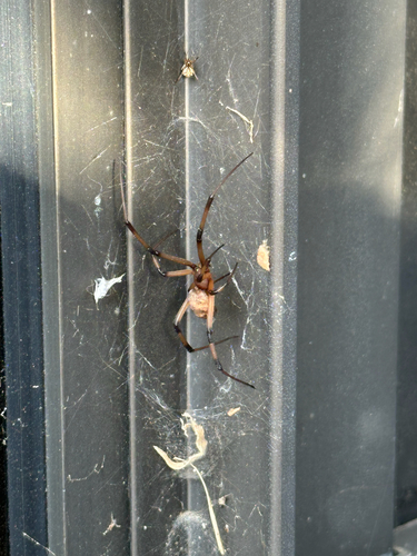 Brown Widow