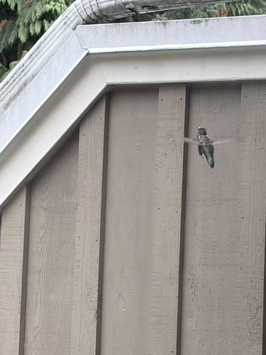 Anna's Hummingbird