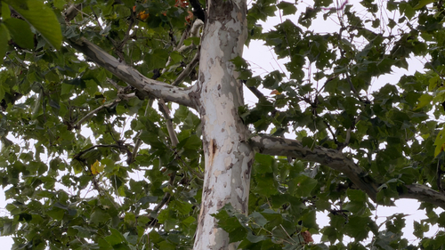 American sycamore