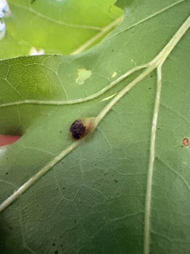 ash bullet gall midge