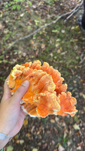 chicken of the woods