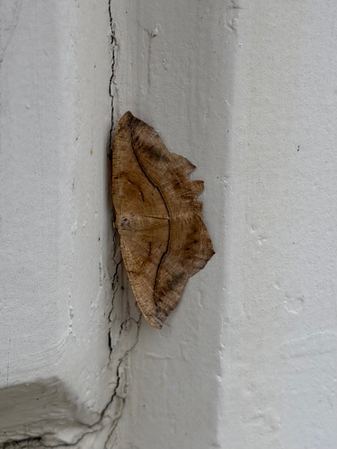 Large Maple Spanworm Moth