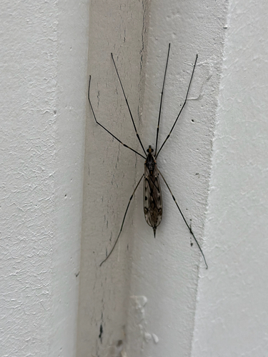 Giant Crane Fly