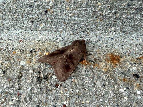 Bronzed Cutworm Moth