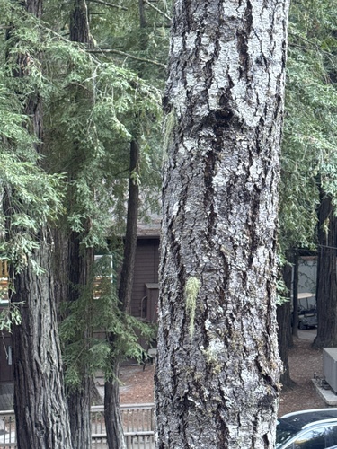 Douglas-fir