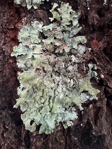 Netted shield lichen