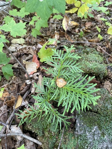 northern whitecedar