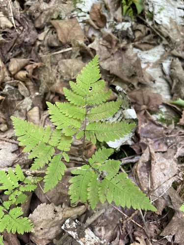 northern oak fern