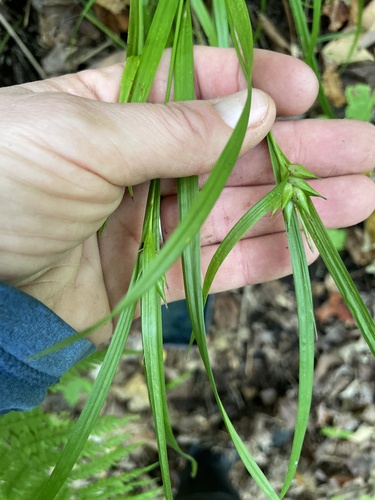 bladder sedge
