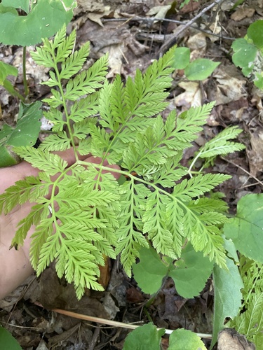 rattlesnake fern