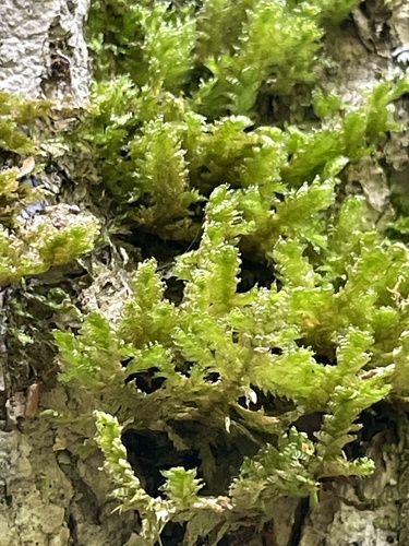 shingle moss