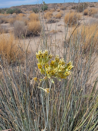 rush milkweed