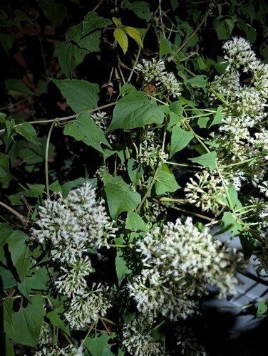 climbing hempvine