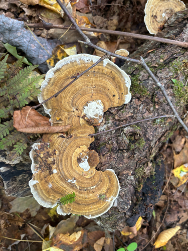 Gilled Polypore