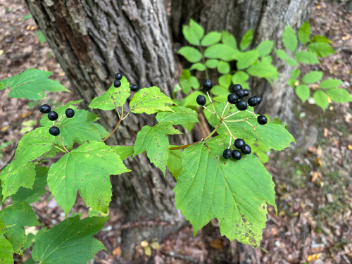 mapleleaf viburnum