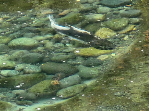 Pink Salmon