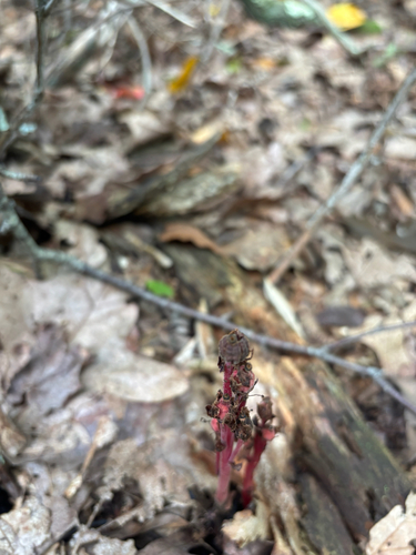 pinesap